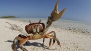 Les Datamaskin drives av krabber