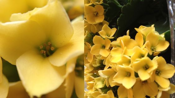 Blomsten måler ca 1x1 cm. Makrolinsen er brukt på bildet til venstre. Bildet til høyre viser hvor nær vi kom uten Olloclip.