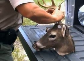 «ROBO-BAMBI»: Hjortene styres ved hjelp av en fjernkontroll som skal gi roboten mer «levende» bevegelser.