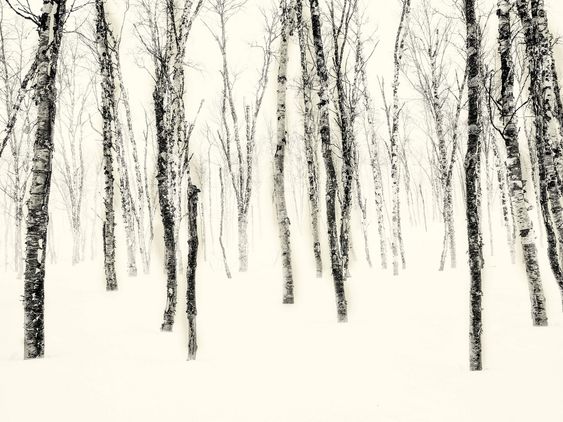 "Vinter i bjørkeskogen!".