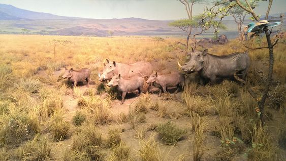 Dette bildet er tatt i et relativt mørkt hjørne av naturhistorisk museum i New York.