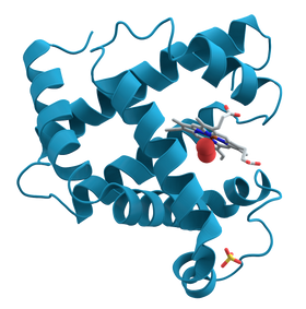Myoglobin, ett av mange proteiner. Proteiner "bretter" seg utrolig raskt.