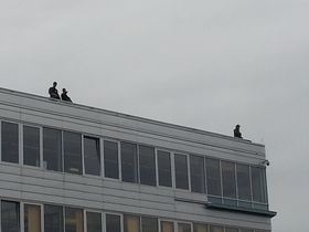 Bevæpnede soldater på taket av Telenor-bygningen på Fornebu.