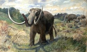 Mammut (illustrasjon: Charles R. Knight, hentet fra Wikipedia).
