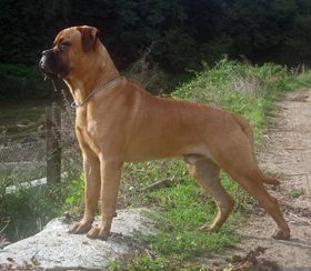 En slik hund angrep Megan.