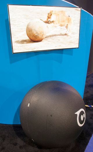 Som del av et PR-stunt lagde Orbotix en gigantversjon av Sphero, som blant annet ble brukt som "katteleke". Den enorme kula fungerer akkurat som de små du kan se i videoen nederst.