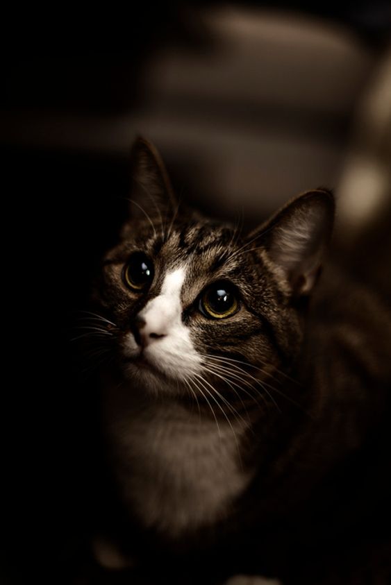 "Milo" - mai.