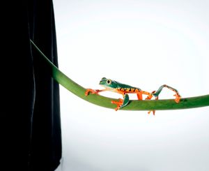 Calcarifer.
