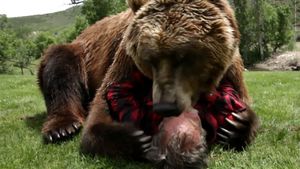 grizzly-ORG.300x169.jpg