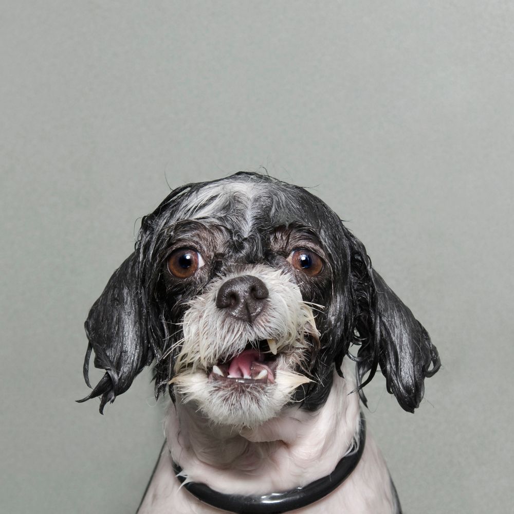 Kategori: Portraiture. 2014 Sony World Photography Awards.