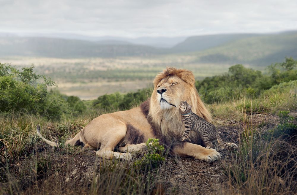 Kategori: Kampanje. 2014 Sony World Photography Awards.