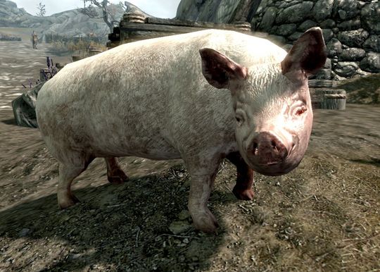 Strengt tatt er det ingen griser i Skyrim. Med mindre du installerer noen, da.