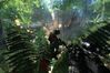 Crysis