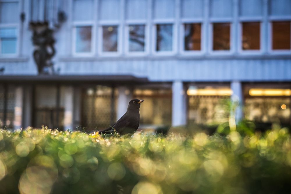 Fujifilm X-T1 - 35mm - 1/2000 - f/2.0 - ISO 800.