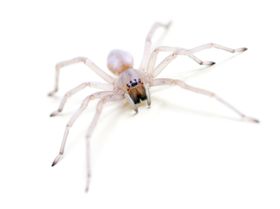 En slik edderkopp, på engelsk kalt "Yellow Sac Spider", skal plage Mazdas biler.
