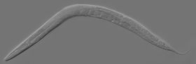 Slik ser en levende C elegans-rundorm ut.