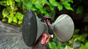 chicken_vr.300x169.jpg