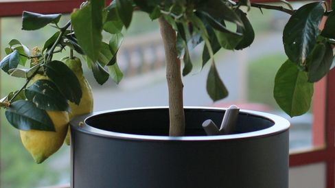Parrot Flower Power Plant Monitor.