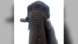 Elefant-selfie-1000-169.300x169.jpg