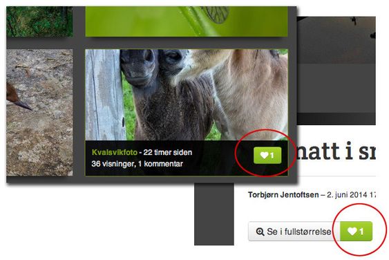 Bruk Liker-knappen for å gi din stemme til bildene du liker best.