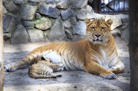 Hvis kjæledyrene dine inkluderer en hannløve og en hunntiger er du kun en Barry White-plate unna dette dyret; en liger.