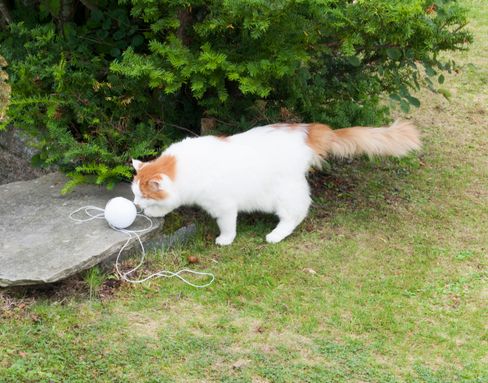 Katten skjønner ikke så mye av hva som foregår, men den skjønner hyssing, og har ikke blitt overkjørt av Robomow en eneste gang.