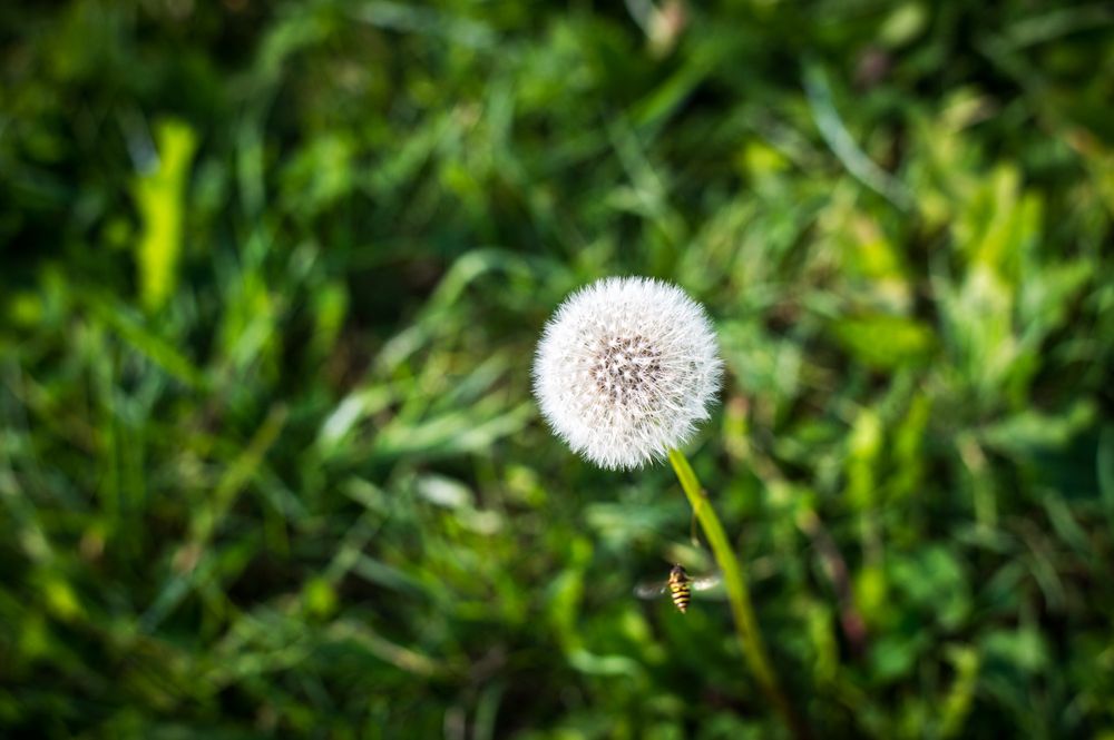 Nikon Df - 50mm - 1/800 - f/4.0 - ISO 100.