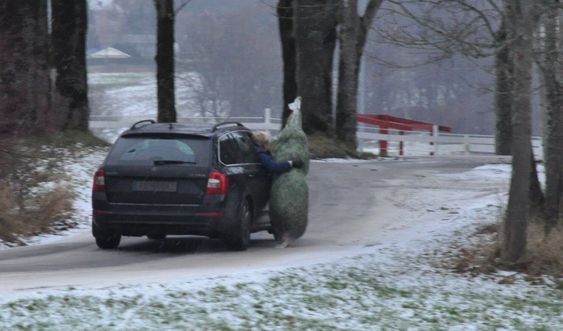 «Juletreet».