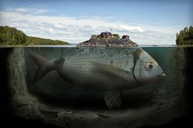 «Fishy island».
