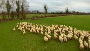 sheep1.300x169.jpg