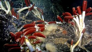 Disse dyrene lever rundt undersjøiske vulkaner i Galapagos-området. Kan noe slikt også finnes på Europa?
