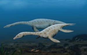 Augustasaurus hagdorni – er det en slik vi har med å gjøre?
