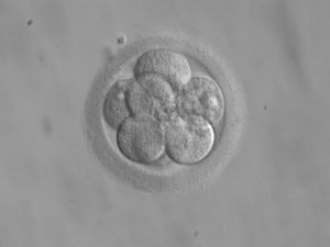 Et embryo med åtte celler.