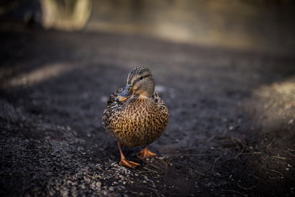 Sony A7 Mark II - 55mm - 1/640 - f/1.8 - ISO 100.