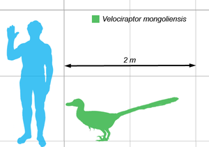 Velociraptor sammenlignet med menneske.
