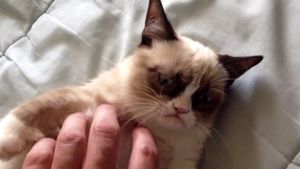 grumpycat.300x169.jpg