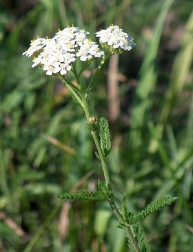 Ryllik (Achillea millefolium) vokser også i Norge. Blomstrer i juni-september.