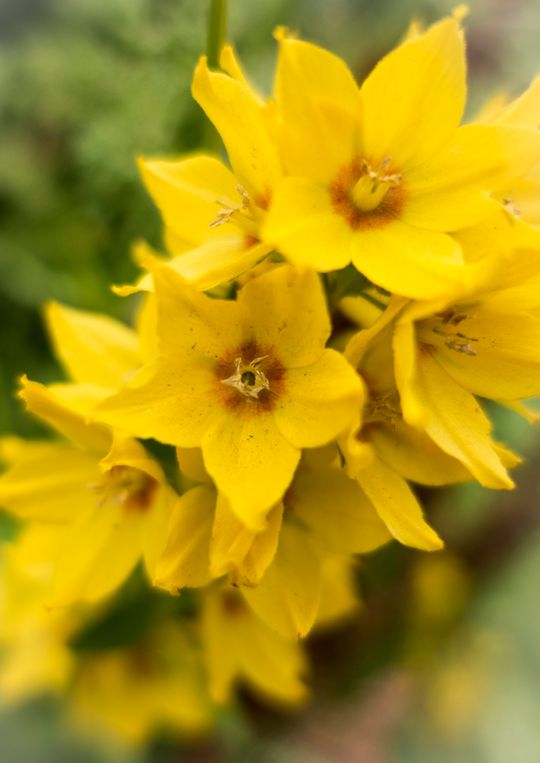9 megapixler i full blomst. Trykk på bildet, og så på «Vis original» for å se bildet i full oppløsning.