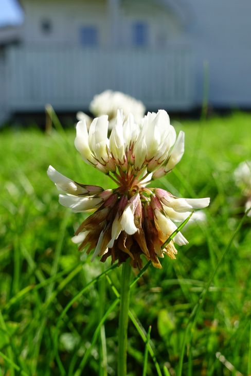 rx100IV_1_500 sf_5.0_125_8.8 mm.