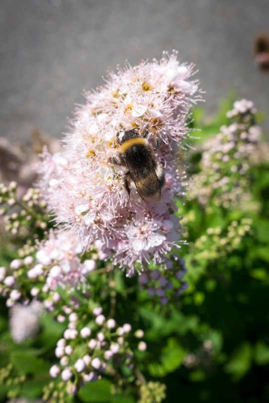 rx100IV_1_640 sf_5.0_125_8.8 mm.