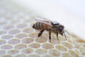 Brikken er liten og lett, men tar likevel en tredjedel av biens bærekapasitet.