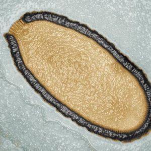 Et av virusene som har blitt vekket til live igjen, Pithovirus sibericum.