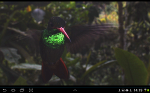 David Attenborough forteller om kolibrier.