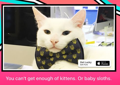 GIFtv slik de presenterer seg selv. Tjenesten viser katter, såvel som mye annet, i form av en endeløs strøm animerte GIF-bilder.
