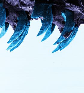 Med atommikroskop er tennene på albueskjell fotografert og studert. Tennene er buet og under 1 mm lange, men blir ikke slitt på grunn av måten fibrene av blant annet mineralet goethitt er bygget opp. 