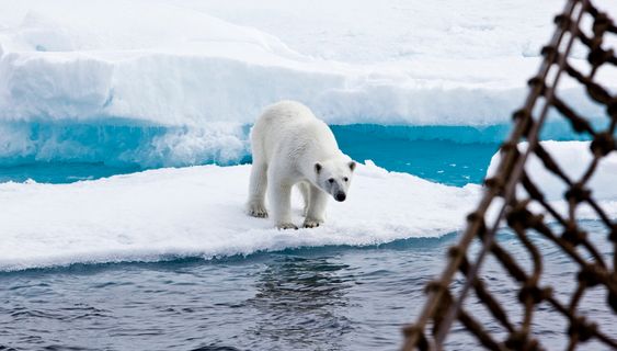  Isbjørn og annet liv må også tas hensyn til når mennesker skal operere i arktiske strøk.