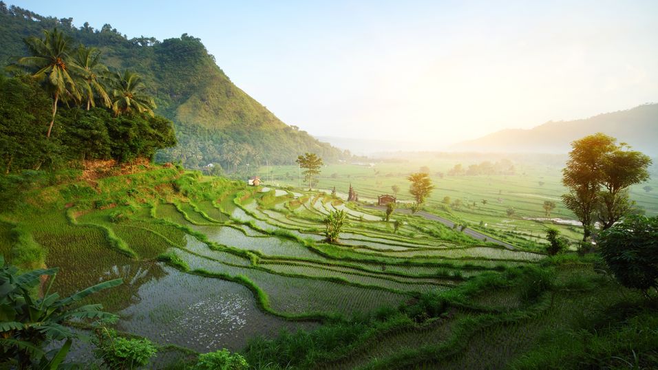 Ice-eier satser i Indonesia