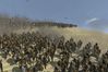 Medieval II: Total War