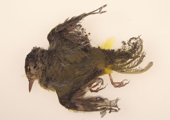 This October 2013 photo provided by the U.S. Fish and Wildlife Service shows a burned MacGillivray's Warbler that was found at the Ivanpah solar plant in the California Mojave Desert. Workers at a state-of-the-art new solar plant have a word for the birds that fly over the plant’s five-mile field of mirrors, “streamers,” for the puff of smoke as the birds ignite in mid-air and fall singed to the ground. (AP Photo/U.S. Fish and Wildlife Service)                          / TT / kod 436 