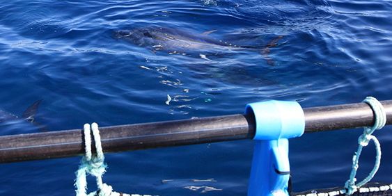 Ni dager gammel har denne tunfisk-yngelelen blitt drøyt 7 millimeter lang. Rundt den i oppdrettskummen hos SINTEF ses yngelens levende "babymat" – oppdyrkede små krepsdyr som den vesle fisken også har stappet mange av i magen (oransje del av kroppen). 
